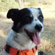 Clooney adopté dans le Morbihan