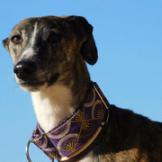 Goku adopté en Haute-Savoie