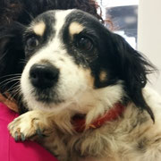 Maya adoptée dans les Pyrénées-Atlantiques