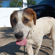 Mago adopté en France