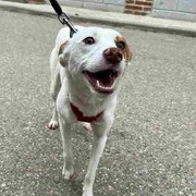 Leia adoptée en Loire Atlantique