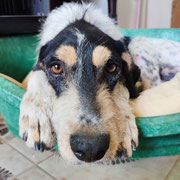 Ulises adopté en Haute-Garonne