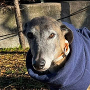 Wendy adoptée dans le Tarn et Garonne
