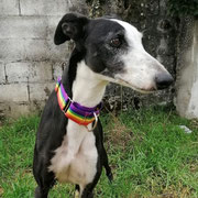 Sélène adoptée dans le Finistère
