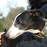 Hona adoptée dans le Lot-et-Garonne