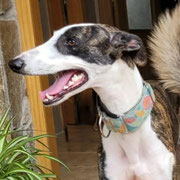 Mateo adopté en Maine et Loire