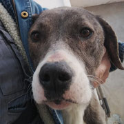 Francia adopté en Dordogne