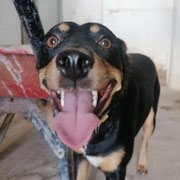 Lobo adopté dans le Lot