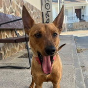 Sato adoptée en Espagne