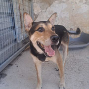 Poe adopté dans le Tarn-et-Garonne