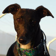 Chiska adoptée en Savoie