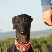 Sabela adoptée dans le Lot et Garonne