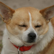 Colorin adopté dans l'Ain