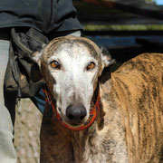 Chimi adopté dans le Val d'Oise