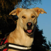 Lodis adoptée dans l'Allier