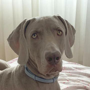 Coco adopté en Moselle