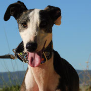 Gringo adopté dans le Gers