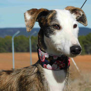 Peluza adoptée dans les Alpes-de-Haute-Provence