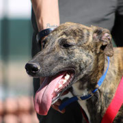 Trueno adopté dans les Hautes-Pyrénées