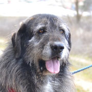 Sanson adopté dans l'Hérault