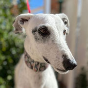 Lino adopté en Charente-Maritime