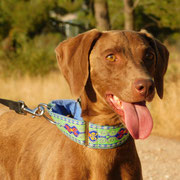 Amarillis adoptée dans le Finistère