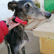 Agatha adoptée dans la Vienne