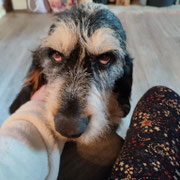 Teddy adopté en Dordogne