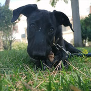 Oreo adopté en Moselle
