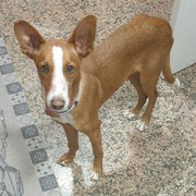 Balto adopté dans le Gard