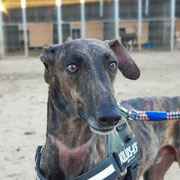 Bucky adopté dans le Rhône