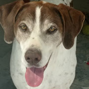 Tokio adopté dans le Gard