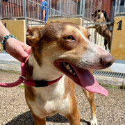 Nelo adopté dans le Haut-Rhin