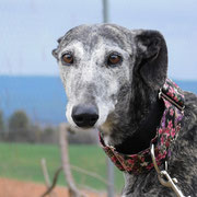 Chalana adoptée en Suisse