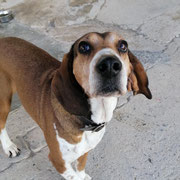 Fiona adoptée en Vendée