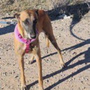 Rex adopté en Espagne