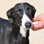 LOULA sortie de la fourrière par Claudia, en accueil en Belgique