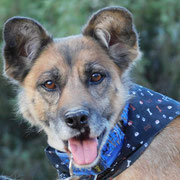 Saida adoptée en Espagne