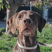 Toby adopté en Corrèze