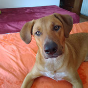 Ron adopté en Espagne