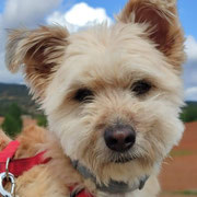 Chico adopté dans les Pyrénées-Occidentales
