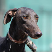 Rass adopté dans les Pyrénées-Atlantiques