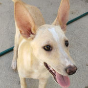 Juan adopté en Espagne