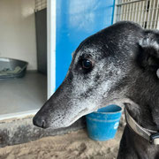 Negri adopté dans l'Hérault