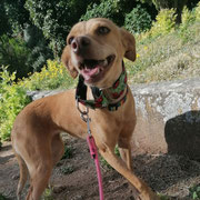 Dolly adoptée en Gironde