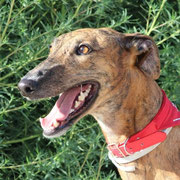 Nora adoptée dans l'Ain