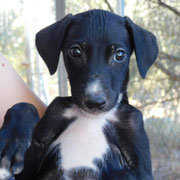 Eren adopté en Savoie