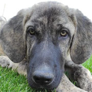 Pombo adopté dans le Lot-et-Garonne
