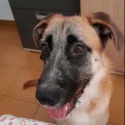 Lucas adopté en Espagne