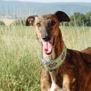 Lina adoptée dans le Puy de Dôme